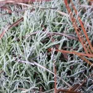 Cladonia sp. (genus) at Isaacs Ridge - 7 May 2019