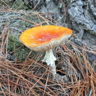 Amanita muscaria (Fly Agaric) at Isaacs Ridge - 7 May 2019 by Mike