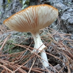 Amanita muscaria at Isaacs, ACT - 7 May 2019 04:39 PM