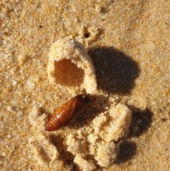 Lepidoptera unclassified IMMATURE (caterpillar or pupa or cocoon) at Tura Beach, NSW - 7 May 2019 by Steff