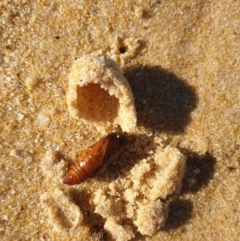 Unidentified Insect at Tura Beach, NSW - 6 May 2019 by Steff