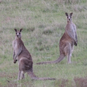 Macropus giganteus at Bonython, ACT - 10 Oct 2018