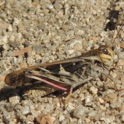 Gastrimargus musicus (Yellow-winged Locust or Grasshopper) at Bowral - 20 Feb 2019 by michaelb