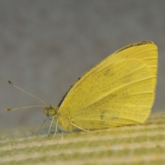 Pieris rapae (Cabbage White) at Bowral, NSW - 9 Apr 2014 by MichaelBedingfield