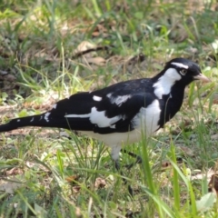 Grallina cyanoleuca (Magpie-lark) at Bowral, NSW - 23 Feb 2019 by MichaelBedingfield