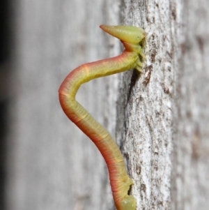 Crypsiphona ocultaria at Acton, ACT - 7 May 2019