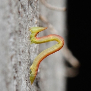 Crypsiphona ocultaria at Acton, ACT - 7 May 2019