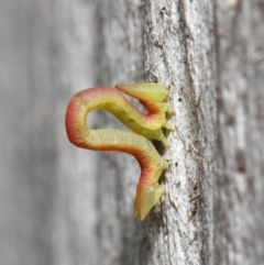 Crypsiphona ocultaria at Acton, ACT - 7 May 2019