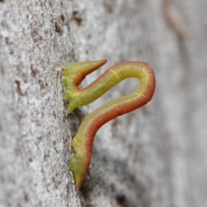 Crypsiphona ocultaria at Acton, ACT - 7 May 2019