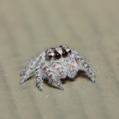 Servaea sp. (genus) (Unidentified Servaea jumping spider) at ANBG - 7 May 2019 by TimL
