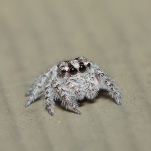 Servaea sp. (genus) at Hackett, ACT - 7 May 2019