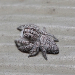 Servaea sp. (genus) at Hackett, ACT - 7 May 2019