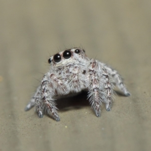 Servaea sp. (genus) at Hackett, ACT - 7 May 2019