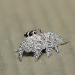 Servaea sp. (genus) at Hackett, ACT - 7 May 2019