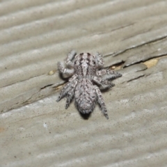 Servaea sp. (genus) at Hackett, ACT - 7 May 2019