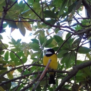 Pachycephala pectoralis at Campbell, ACT - 8 Apr 2019