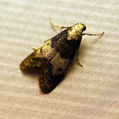 Aphomia baryptera (A pyralid moth) at O'Connor, ACT - 29 Nov 2017 by ibaird