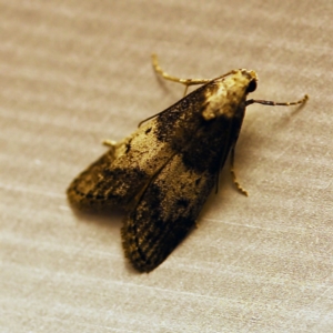 Aphomia baryptera at O'Connor, ACT - 29 Nov 2017