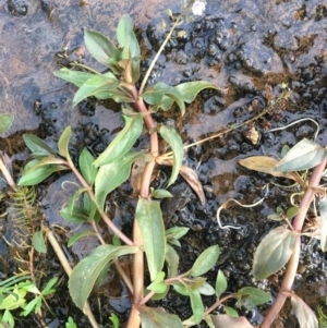 Veronica anagallis-aquatica at Corrowong, NSW - 8 May 2019