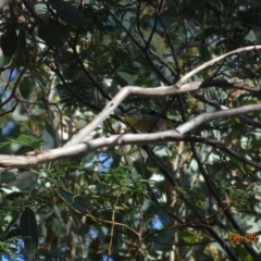 Pardalotus punctatus (Spotted Pardalote) at Deakin, ACT - 6 May 2019 by TomT