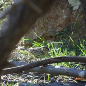 Pyrrholaemus sagittatus at Deakin, ACT - 6 May 2019 03:07 PM