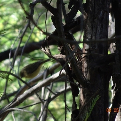 Acanthiza reguloides at Red Hill Nature Reserve - 6 May 2019 by TomT