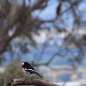 Petroica boodang at Garran, ACT - 8 May 2019