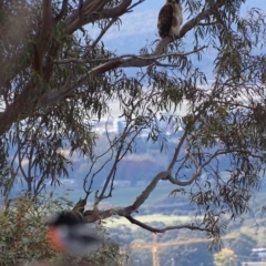 Petroica boodang at Garran, ACT - 8 May 2019