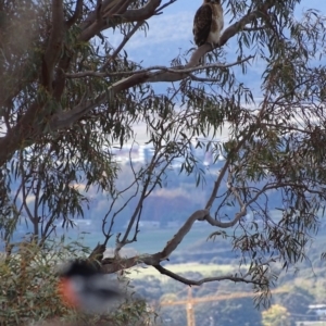 Petroica boodang at Garran, ACT - 8 May 2019