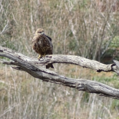 Milvus migrans (Black Kite) at Jerrabomberra, ACT - 8 May 2019 by roymcd