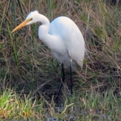 Ardea alba (Great Egret) at Jerrabomberra, NSW - 8 May 2019 by RodDeb