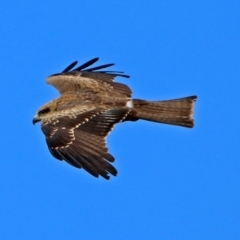 Milvus migrans at Jerrabomberra, ACT - 8 May 2019