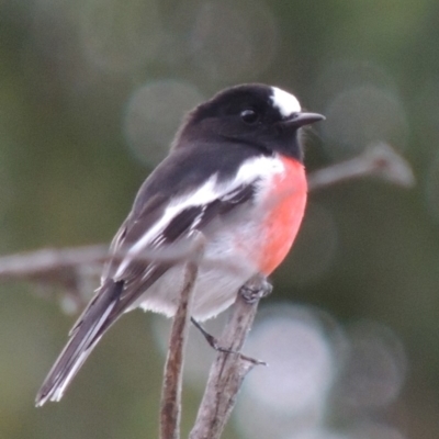 Petroica boodang (Scarlet Robin) at Tharwa, ACT - 6 May 2019 by michaelb