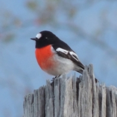 Petroica boodang (Scarlet Robin) at Paddys River, ACT - 18 May 2015 by MichaelBedingfield