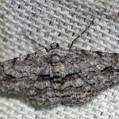 Didymoctenia exsuperata (Thick-lined Bark Moth) at O'Connor, ACT - 27 Dec 2017 by ibaird