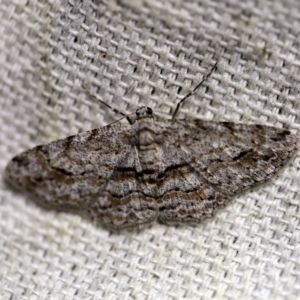 Didymoctenia exsuperata at O'Connor, ACT - 27 Dec 2017