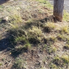 Eragrostis curvula (African Lovegrass) at Watson, ACT - 9 May 2019 by waltraud