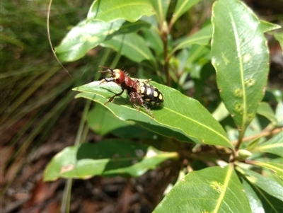 Thynnus zonatus (Native Flower Wasp) at Mittagong, NSW - 17 Jan 2019 by MattM