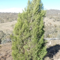 Callitris endlicheri (Black Cypress Pine) at Theodore, ACT - 9 May 2019 by Owen