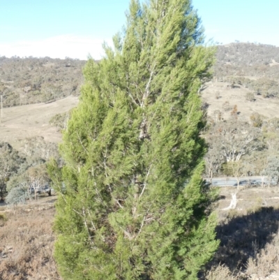 Callitris endlicheri (Black Cypress Pine) at Tuggeranong Hill - 9 May 2019 by Owen