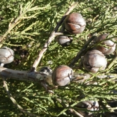 Callitris endlicheri at Theodore, ACT - 9 May 2019