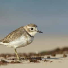 Anarhynchus bicinctus (Double-banded Plover) at Merimbula, NSW - 9 May 2019 by Leo