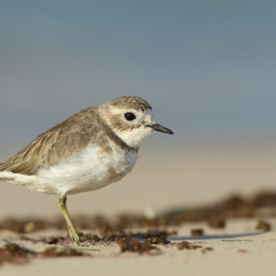Anarhynchus bicinctus (Double-banded Plover) at Merimbula, NSW - 8 May 2019 by Leo