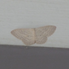 Scopula optivata (Varied Wave) at Stromlo, ACT - 9 May 2019 by Christine