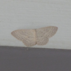 Scopula optivata at Stromlo, ACT - 9 May 2019