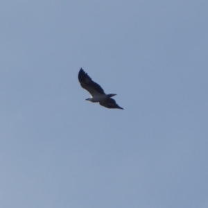 Haliaeetus leucogaster at Coree, ACT - 9 May 2019 04:15 PM