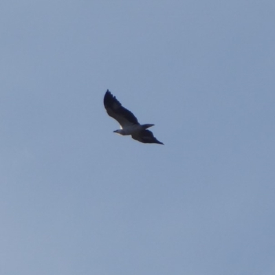 Haliaeetus leucogaster (White-bellied Sea-Eagle) at Coree, ACT - 9 May 2019 by Christine