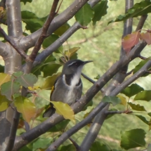 Phylidonyris pyrrhopterus at Paddys River, ACT - 9 May 2019