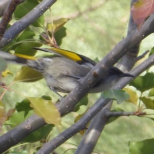 Phylidonyris pyrrhopterus at Paddys River, ACT - 9 May 2019