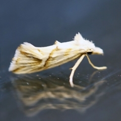 Heliocosma argyroleuca (A tortrix or leafroller moth) at O'Connor, ACT - 24 Dec 2017 by ibaird